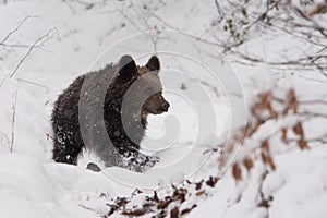 Brown bear Ursus arctos in the snowy forest. Bieszczady Mountains. Poland