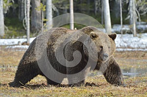 Brown Bear Ursus arctos in spring forest.