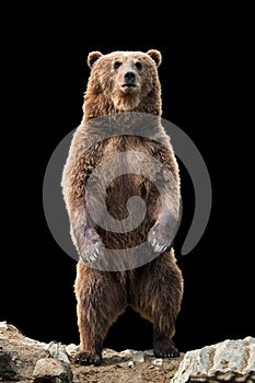 Big brown bear standing on his hind legs photo