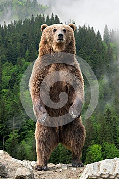 Big brown bear standing on his hind legs