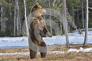 Brown bear (Ursus arctos) standing on his hind legs in spring forest.