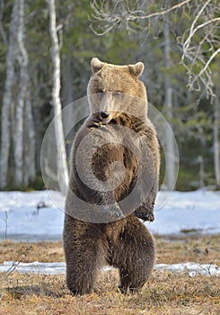 Brown bear (Ursus arctos) standing on his hind legs in spring forest.