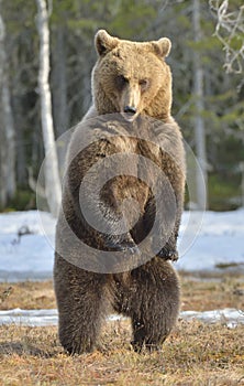 Brown bear (Ursus arctos) standing on his hind legs in spring forest.