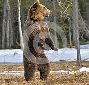 Brown bear (Ursus arctos) standing on his hind legs in spring forest.