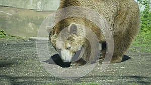 Brown bear (Ursus arctos) in the sun in a zoo enclosure. mammal belonging to the Ursidae family