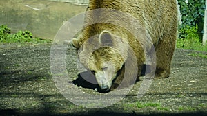 Brown bear (Ursus arctos) in the sun in a zoo enclosure. mammal belonging to the Ursidae family