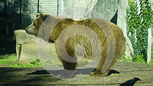 Brown bear (Ursus arctos) in the sun in a zoo enclosure. mammal belonging to the Ursidae family photo