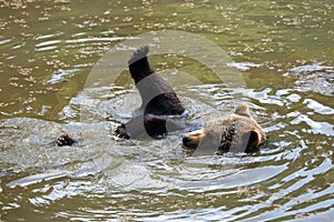 The brown bear Ursus arctos swimming in water. Swimming bear