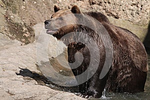 Brown bear (Ursus arctos). photo