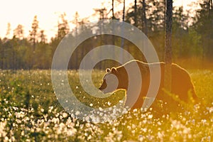 Brown bear (Ursus arctos) walking contra-sunset