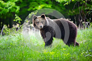 Brown bear , ursus arctos , walks on mountain meadow