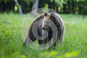 Brown bear , ursus arctos , walks on mountain meadow