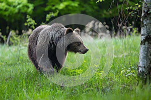 Medvěd hnědý , ursus arctos , procházky po horské louce