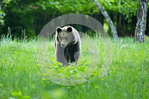 Brown bear , ursus arctos , walks on mountain meadow. Wildlife scenery