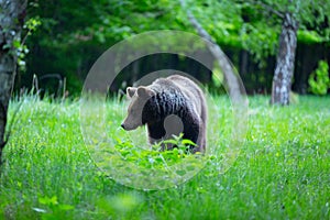 Brown bear , ursus arctos , walks on mountain meadow. Wildlife scenery