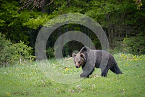 Brown bear very close in wild nature during rut