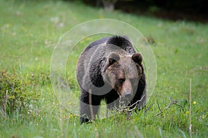 Brown bear very close in wild nature during rut,colorful nature