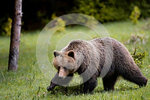 Medvěd hnědý velmi blízko ve volné přírodě během říje, barevná příroda v blízkosti lesa