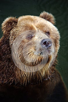 Brown bear very closeup portrait