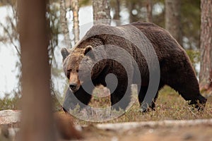 Brown bear.