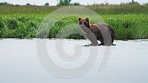 A brown bear is wading in the water near a grassy field