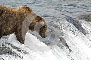 Brown bear waiting for salmon to jump