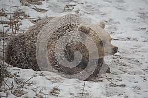 Brown bear waking up from hibernation.