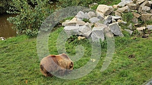 Brown bear walk on green grass by the pond.Predatory animals