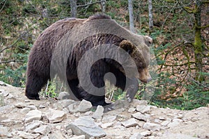 Brown bear walking along the forest