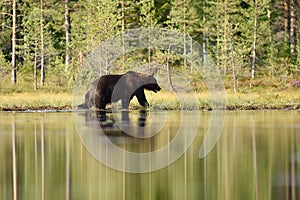 Brown bear walking in bog at summer daylight