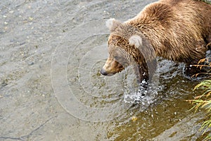 Brown bear walking in the Brooks River, Katmai National Park, Alaska, USA