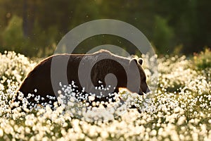 Brown bear walking in cotton grass