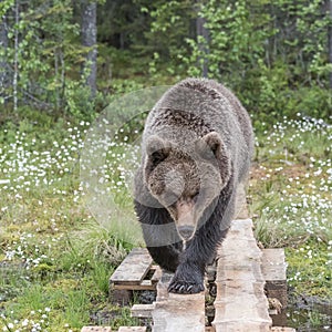 Brown bear walking on duckboards with an angry look