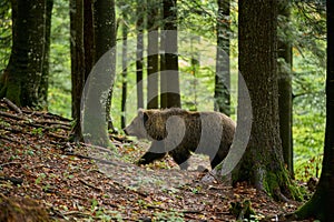 Brown bear walking in the forest