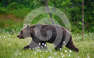 Brown bear is walking through a forest glade. Close-up.