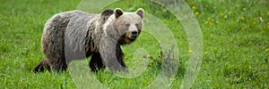 Brown bear walking on fresh grassland in summer with copy space