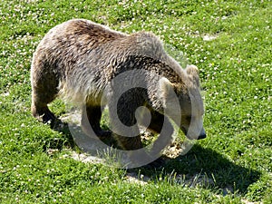 Brown bear walking on grass