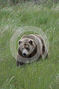 Brown Bear walking through grass