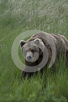 Brown Bear walking through grass