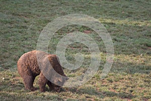 brown bear walking on the grass in Cabarceno Natural Park, Cantabria, Spain