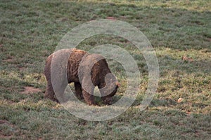 brown bear walking on the grass in Cabarceno Natural Park, Cantabria, Spain