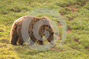 brown bear walking on the grass in Cabarceno Natural Park, Cantabria, Spain