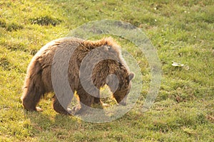 brown bear walking on the grass in Cabarceno Natural Park, Cantabria, Spain