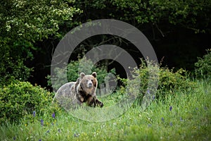 Brown bear walking on grass in forest in summertime