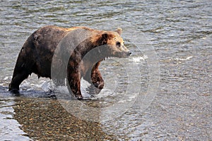 Brown Bear Walking in Katmai National Park and Preserve