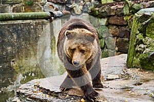 The brown bear is walking. Large wild animal in the park. Bear in the forest.