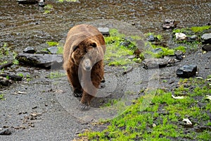 a brown bear walking next to some grass and rocks with rocks