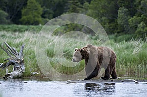 Brown Bear walking on river bank