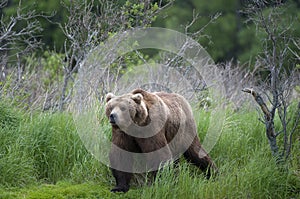 Brown Bear walking on river bank