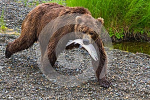 Brown Bear Walking With Salmon in Mouth